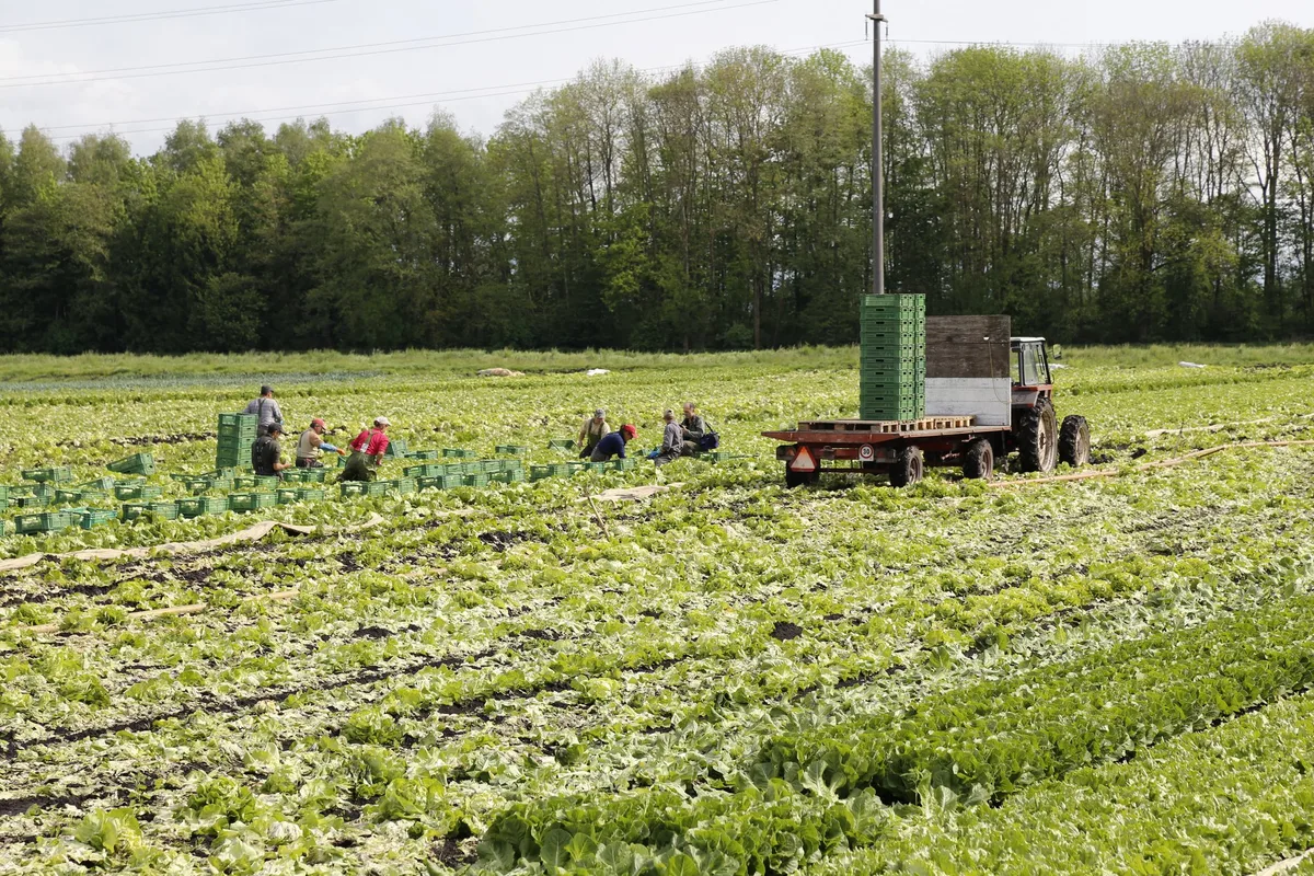 eisbergsalaternte_seeland_ji Das Auf und Ab des landwirtschaftlichen Einkommens
