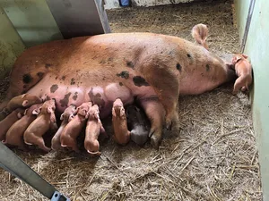 Saugferkel können sich über die Milch mit Zwergfadenwürmern anstecken. Die Larven befallen kurz vor der Geburt die Milchdrüsen der Sau.