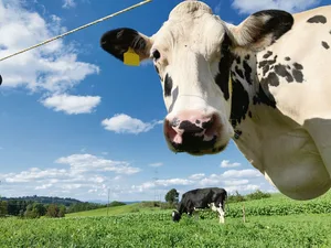 Auf Raufutterbasis gefütterte Kühe stehen weniger in der Kritik, Klimakillerinnen zu sein.