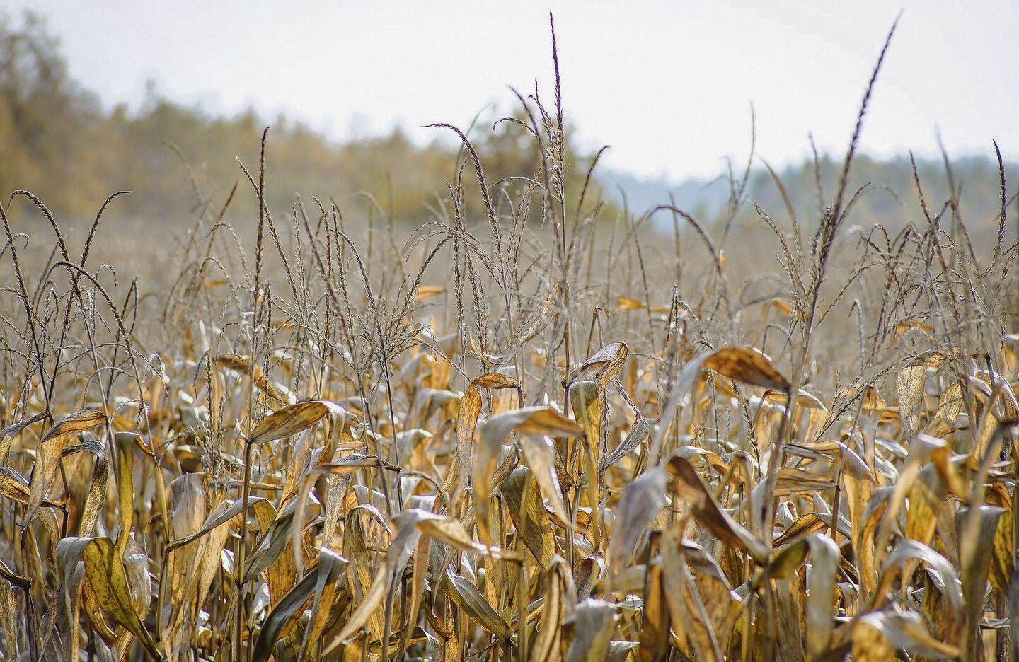 Gelbe Felder mit vertrocknetem Mais schmälern das Futterangebot. Die Landwirte suchen nach Lösungen, kaufen Futter, verkaufen Kühe und beantragen eine Stundung der Kreditrate.