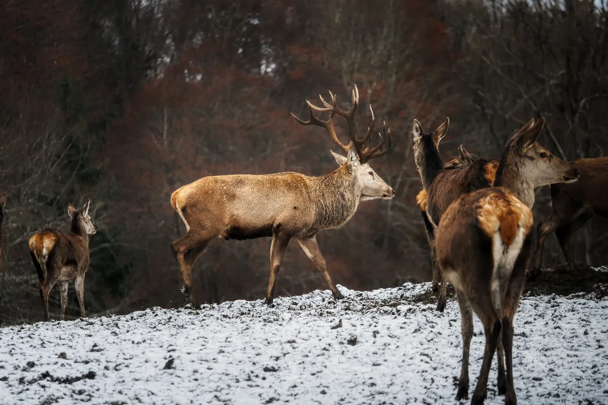 Das Wild belastet den Berner Wald weiterhin – Kanton will Gegensteuer geben