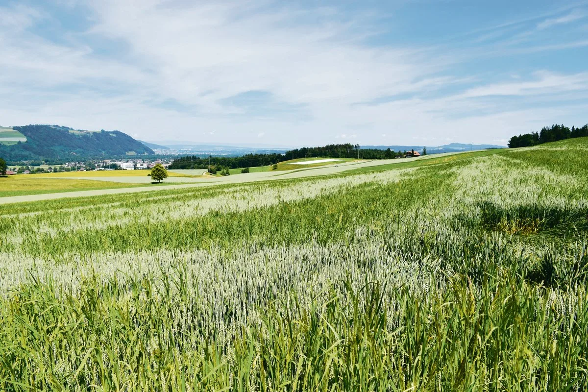 d9f6164782fda3611d6ca4936878bbfe329ea87d Bei derart starkem Windhalmbesatz sollte die Unkrautbekämpfungsstrategie angepasst werden. (Bild Alexandra Schröder)