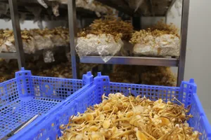 In den Räumlichkeiten der Kernser Edelpilze GmbH wachsen tausende Pilze.
