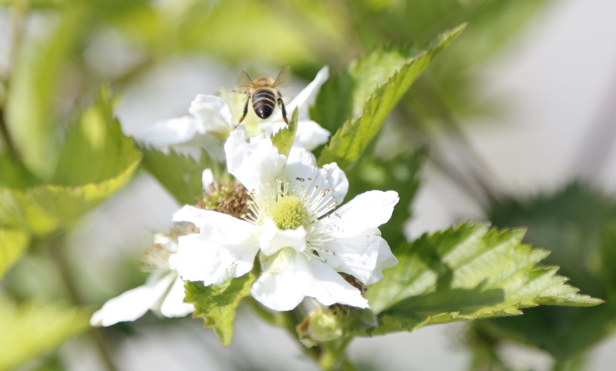 Bienen sichern das Essen – deshalb müssen sie geschützt werden