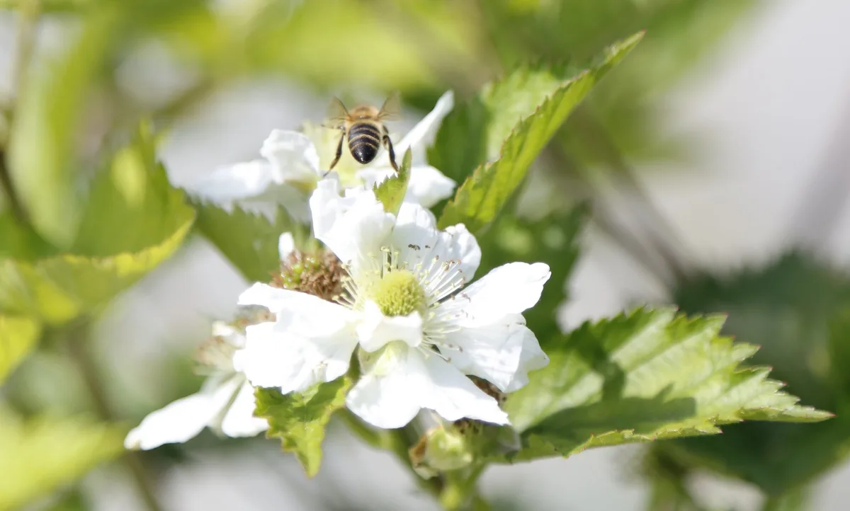 Bienen_ji_2 Bienen sichern das Essen – deshalb müssen sie geschützt werden