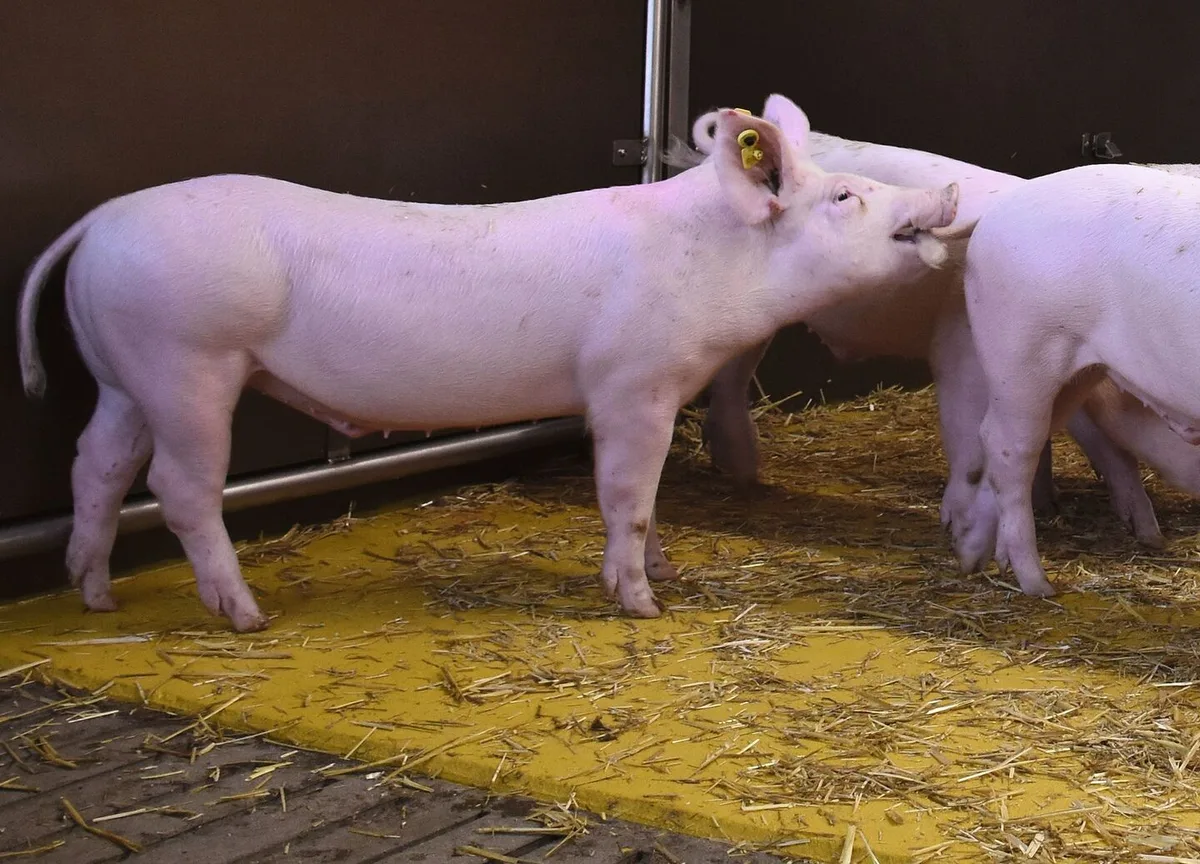 9fee88b588a0226ee6dccc1ec01a298ca6b64485bf836826eed60770df5d1901 Ein Schwein beisst auf den Schwanz eines anderen Schweins.