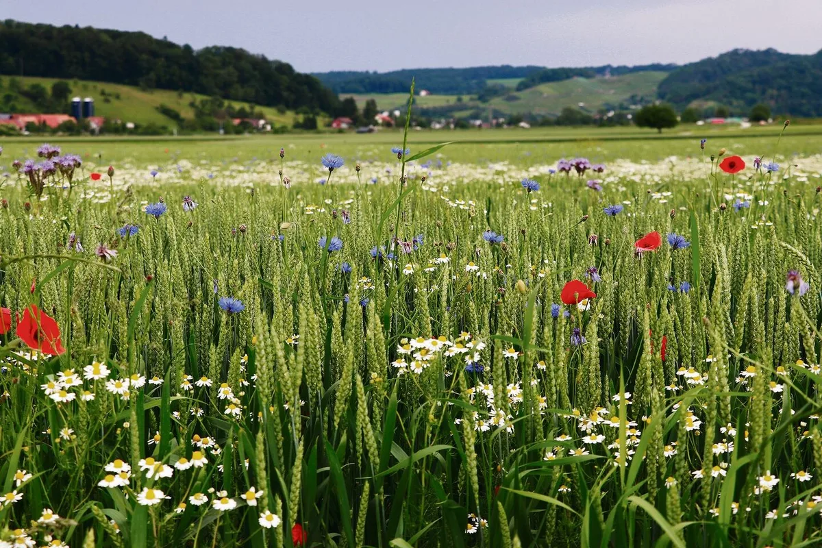 Nicht nur warme Luft und schöne Blumen: Das IP-Suisse Klima- und Ressourcenschutzprojekt überzeugt die Forschenden.