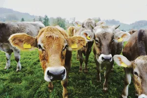 Beim Aldi Bio Weide Rind werden männliche Milchrassenkälber ausgemästet. Das Programm wurde für Grünlandbetriebe entwickelt. (Bild Aldi Suisse)