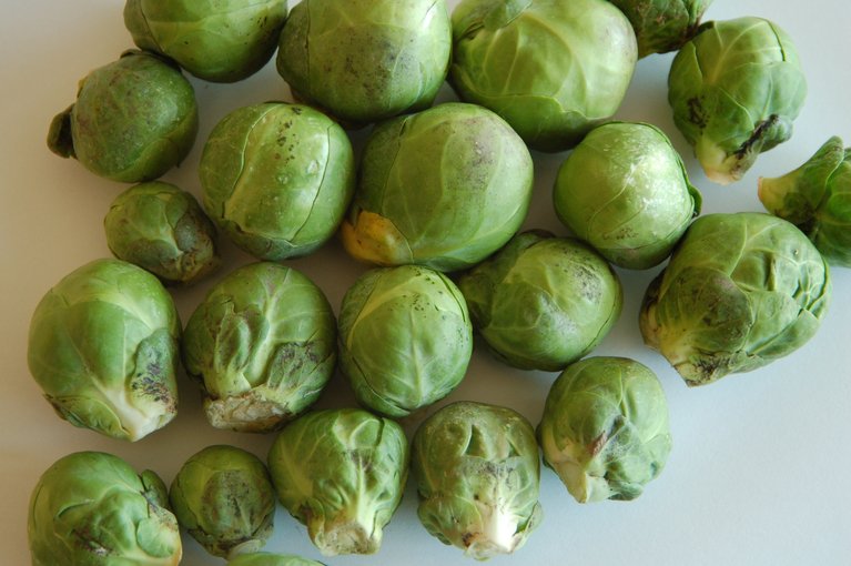 Dieser nur äusserlich von Russtau befallene Rosenkohl genügt den Qualitätsansprüchen der Abnehmer normalerweise nicht. (Bild Lutz Collet)