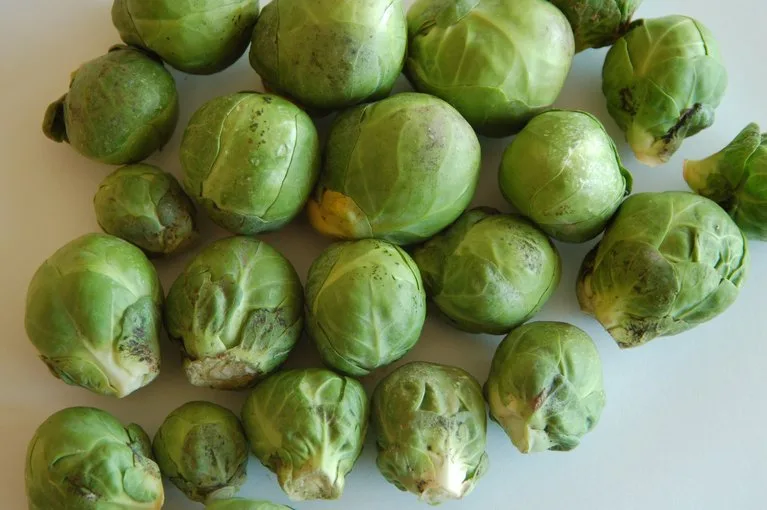 c3fe026f33f0055c9be67ffaa7ed3af865068d29 Dieser nur äusserlich von Russtau befallene Rosenkohl genügt den Qualitätsansprüchen der Abnehmer normalerweise nicht. (Bild Lutz Collet)
