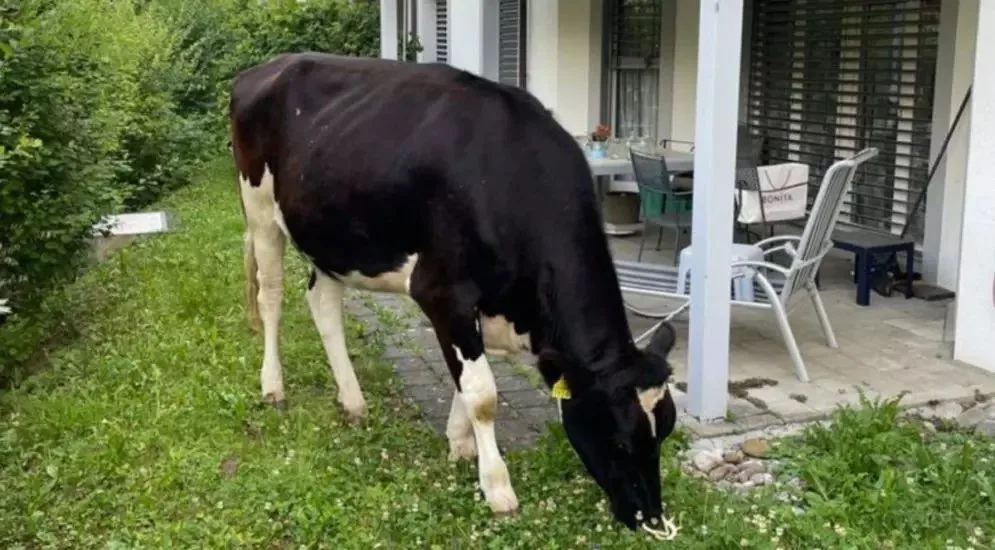 kuh-im-garten-uster-995×550 Und plötzlich graste Tilda im Garten