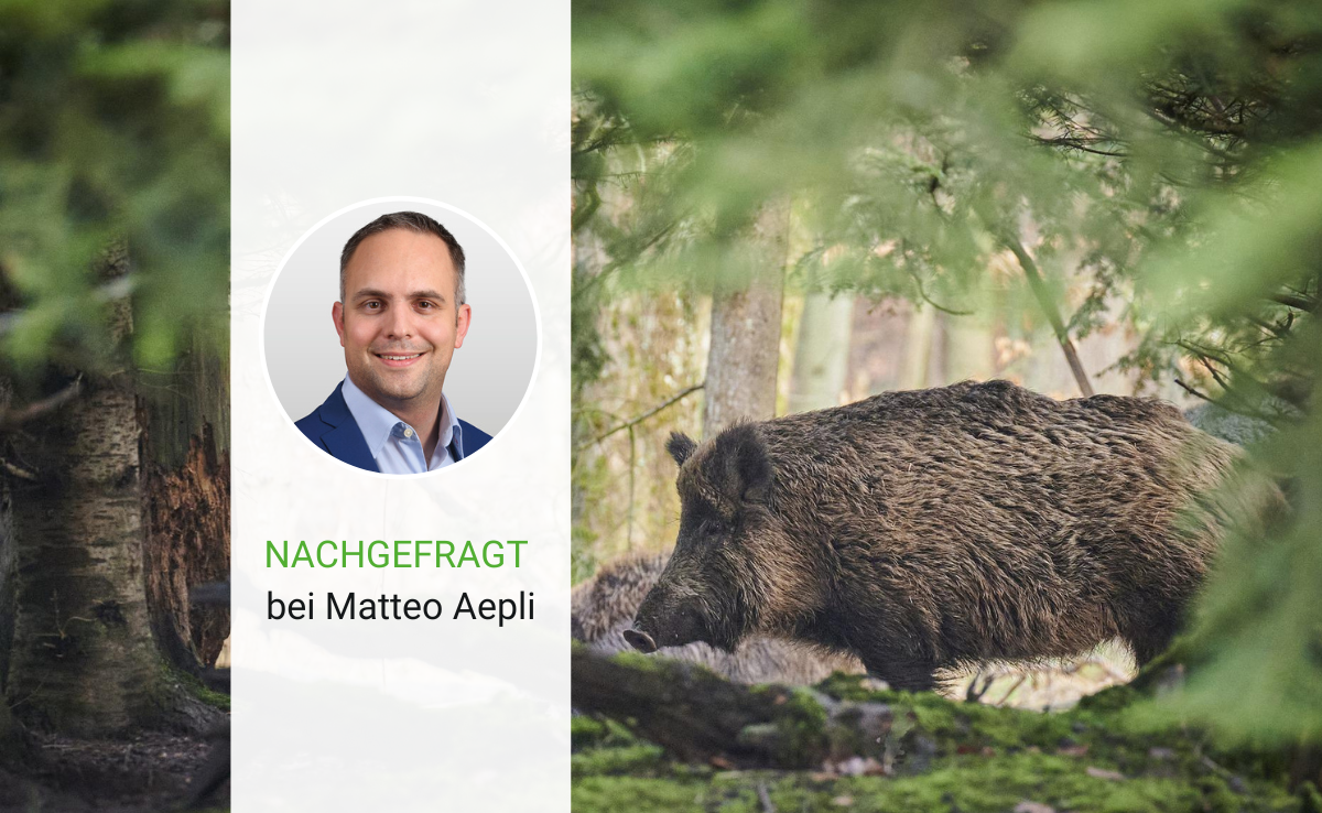 Matteo Aepli, wie ist die aktuelle Lage bei der Afrikanischen Schweinepest?