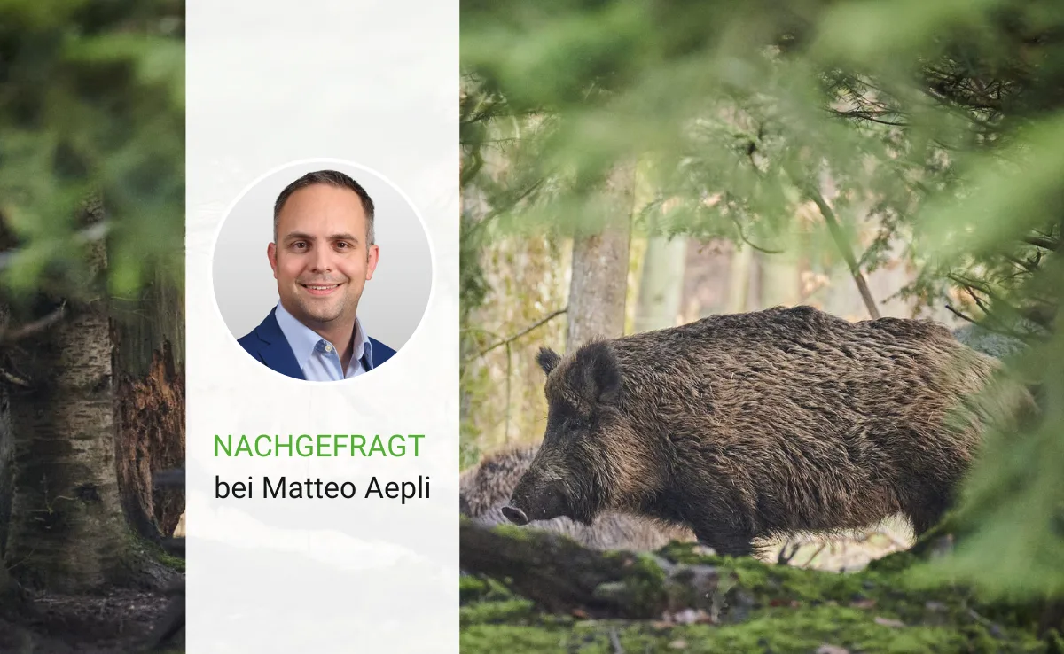 Artikel_Nachgefragt_BauZ_Paul_Henri_Degrande Matteo Aepli, wie ist die aktuelle Lage bei der Afrikanischen Schweinepest?