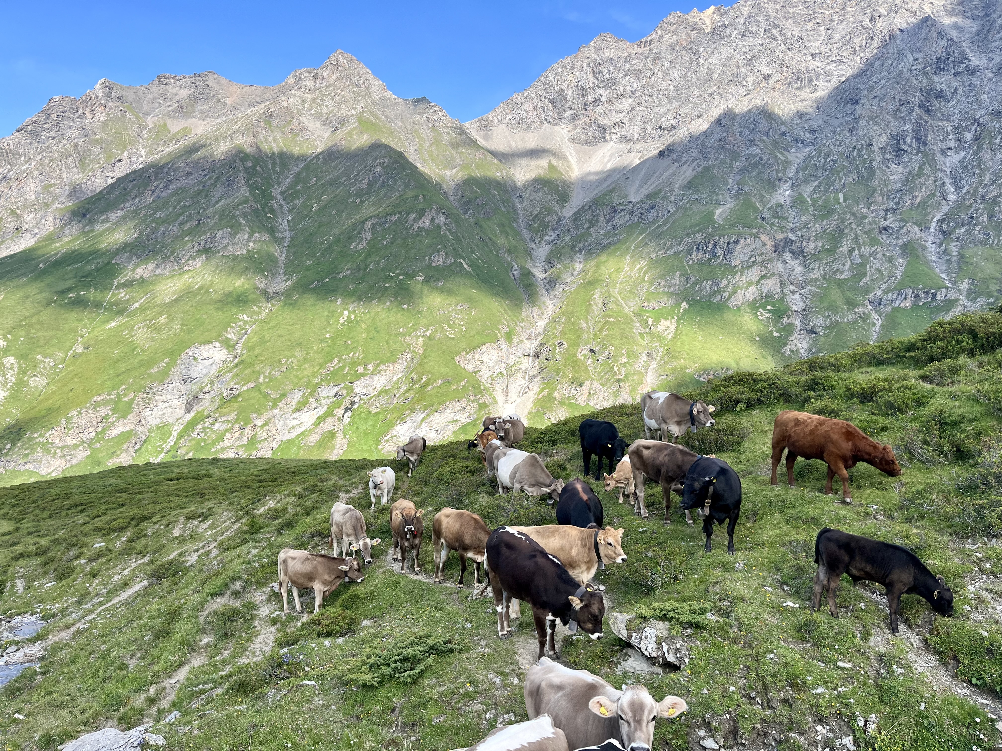 Rinder und Mutterkühe auf einer Ostschweizer Alp. Wasser und Futtergrundlage werden hier zunehmend knapp.