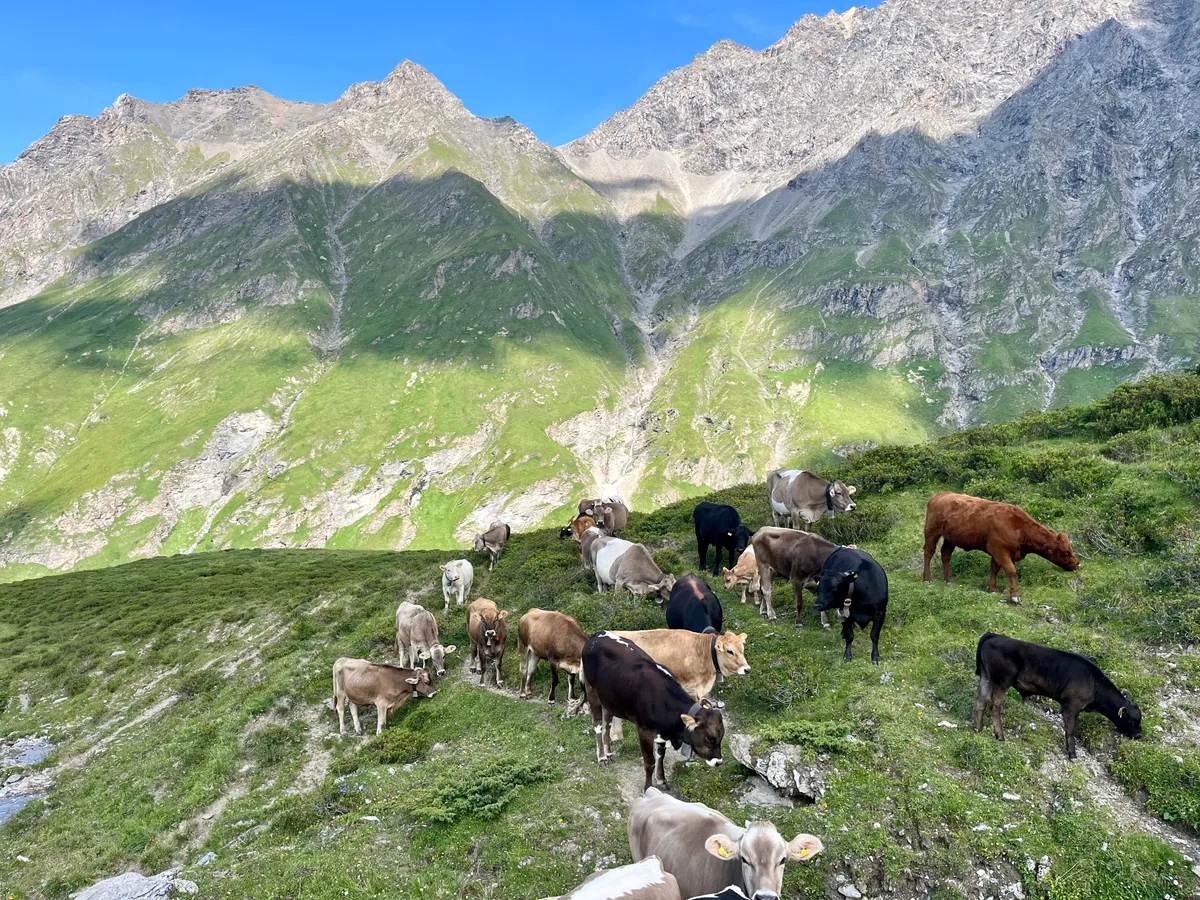 Ostschweiz Berg Rinder und Mutterkühe auf einer Ostschweizer Alp. Wasser und Futtergrundlage werden hier zunehmend knapp.