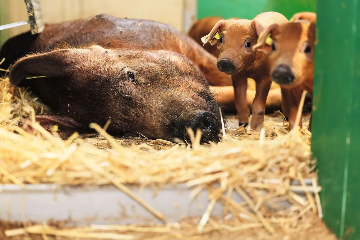 7c1454230a858d2c779036957a97dce46356fabedced04a0a1735c17693117a9 Eine Duroc-Muttersau liegt in der mit Stroh eingestreuten Bucht, neben ihr stehen ihre Ferkel.