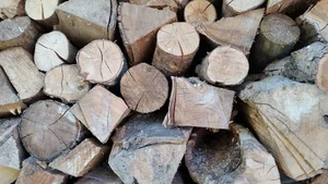 Der Borkenkäfer hinterlässt massenhaft befallenes Holz, das aus dem Wald entfernt erden muss und den Holzmarkt belastet. (Bild JoergPeters/Pixabay)