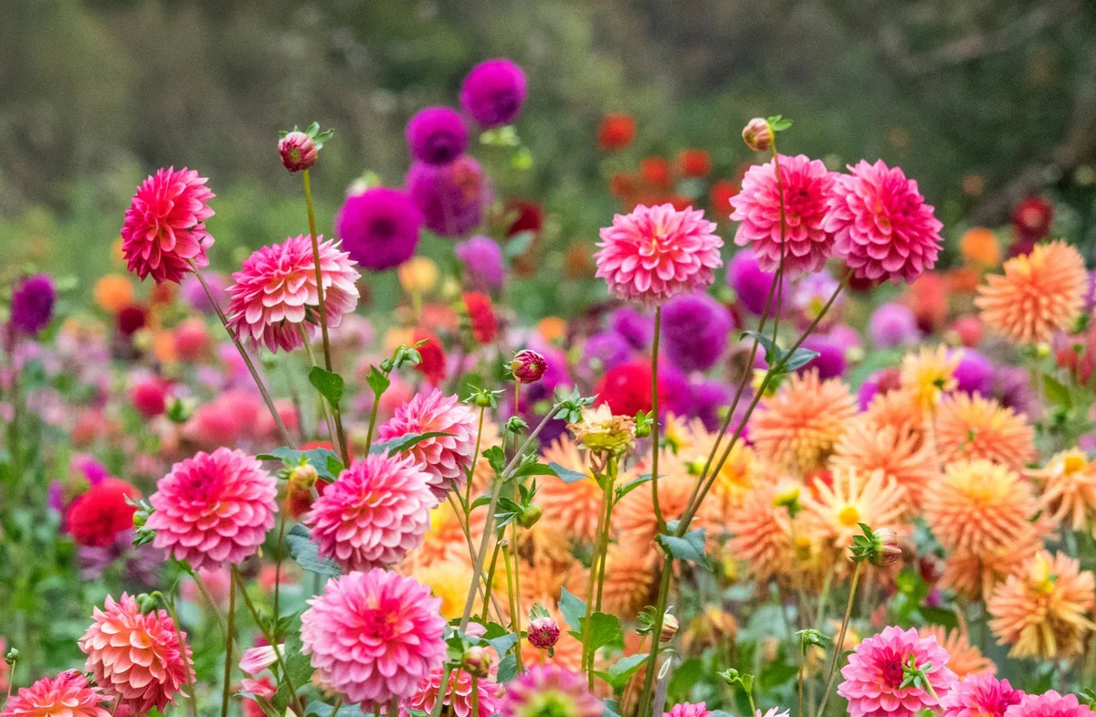 AdobeStock_420626747 US38 SGU0082