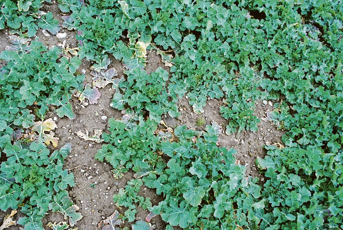 c7b873b22635360488282e1f669ea1c7c4527ac1 Beim Raps steht die zweite Düngergabe an, welche die Seitentriebbildung fördert. Die Lücken können so kompensiert werden.(Bild Barbara Graf)