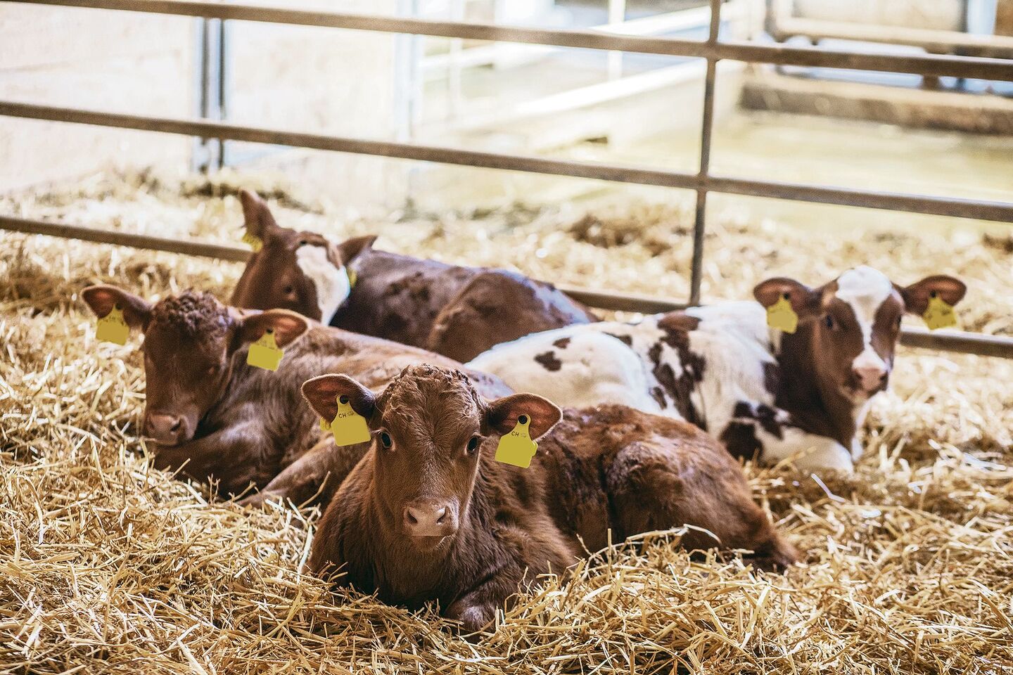 Harnsaufen bei Kälbern kann diverse Gründe haben. Zunächst gilt es, durch die Fütterung bedingte Ursachen abzuklären.