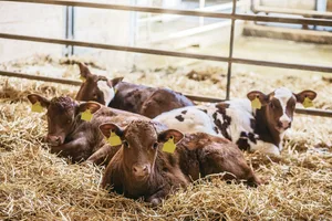 Harnsaufen bei Kälbern kann diverse Gründe haben, auch Langeweile ist eine davon. Zunächst gilt es aber, durch die Fütterung bedingte Ursachen abzuklären.