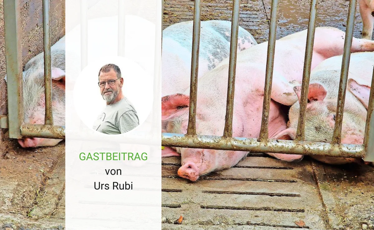 Wo geht es hin mit der Bioschweine-Haltung?
