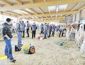 Auch in die Markthalle in Schüpbach BE, wurden Kühe ausgewählt. (Bild sb)