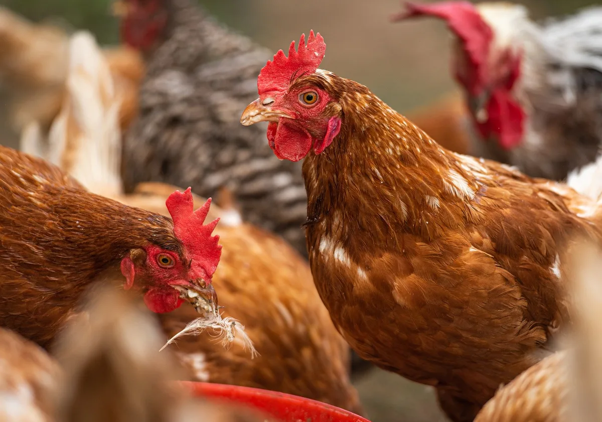 huehner_schar Die Massnahmen gegen die Vogelgrippe werden teilweise aufgehoben