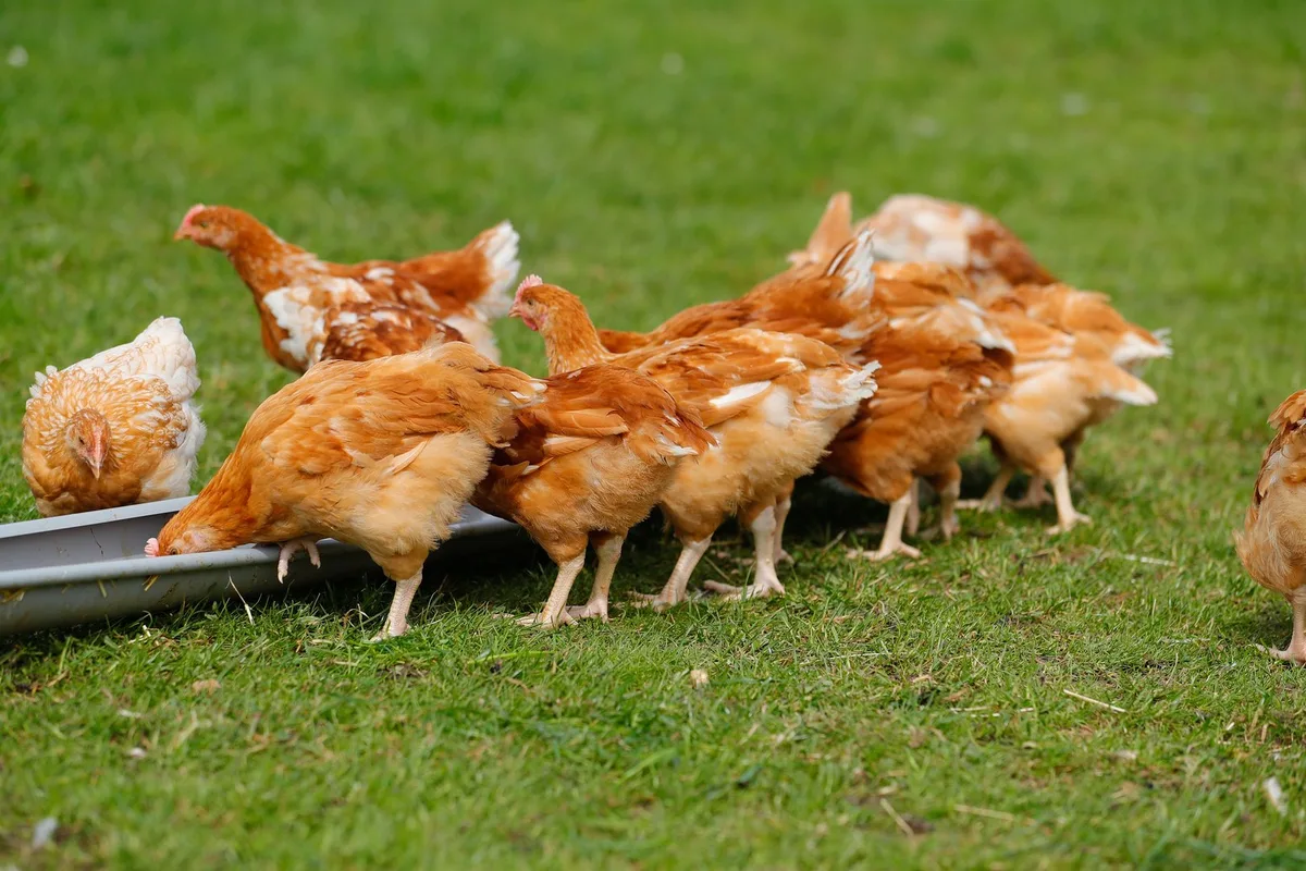 _45I9296 Infizierte Graugans in Vinelz: Erster Vogelgrippe-Fall in der Schweiz
