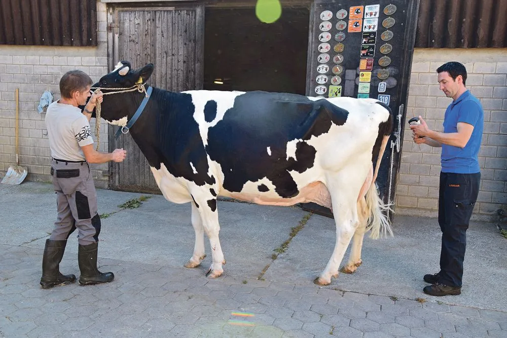Hier präsentiert Marcel Belser aus Wölfinswil AG seine bekannte Ausstellungskuh Wolfhead Salto Black Kelly. Der Einstufer Thomas Ender schlägt sie für EX-93 vor. (Bilder Peter Fankhauser)