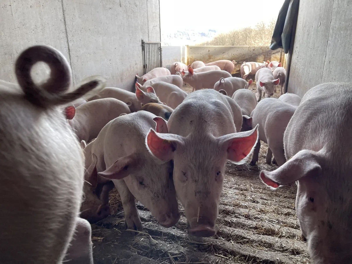 «Produktion kann nicht mehr über den Preis geregelt werden», sagt Marktpräsident Noldi Windlin zum Schweinemarkt