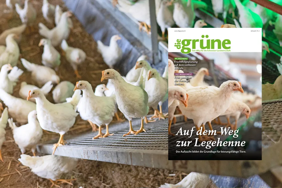 «die grüne» im Juli 2026 – Auf dem Weg zur Legehenne