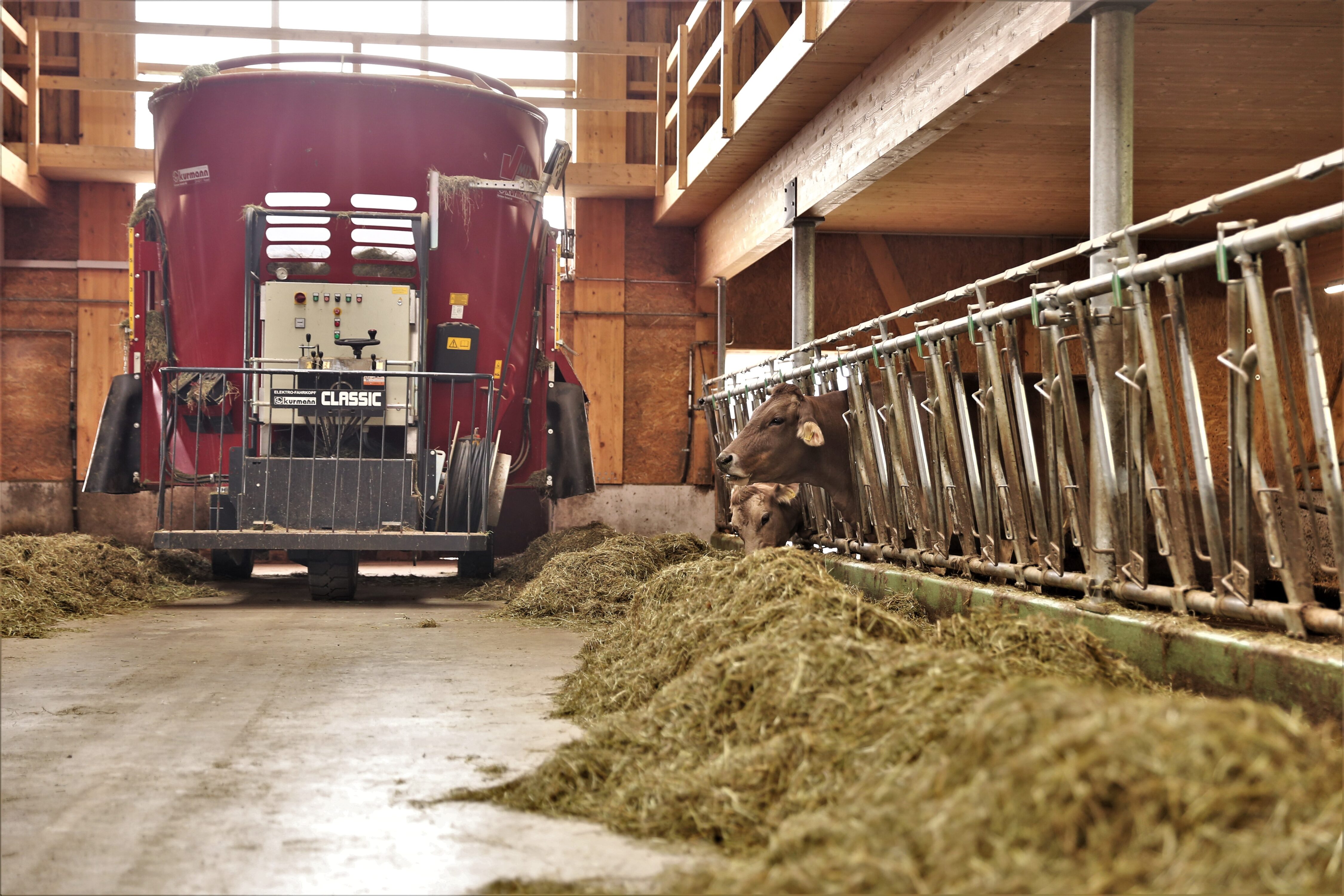 Vielerorts fehlt Heu für die kommende Winterfütterung. Das knappe Raufutter kann bei Bedarf durch Stroh und einen höheren Anteil Maissilage gestreckt werden. Dabei müssen einige Grundregeln beachtet werden.