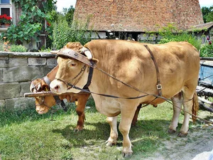 Was in Europa längst Traktoren erledigen, müssen mangels Treibstoff in Kuba bald wieder Ochsen übernehmen. (Symbolbild Wikipedia)