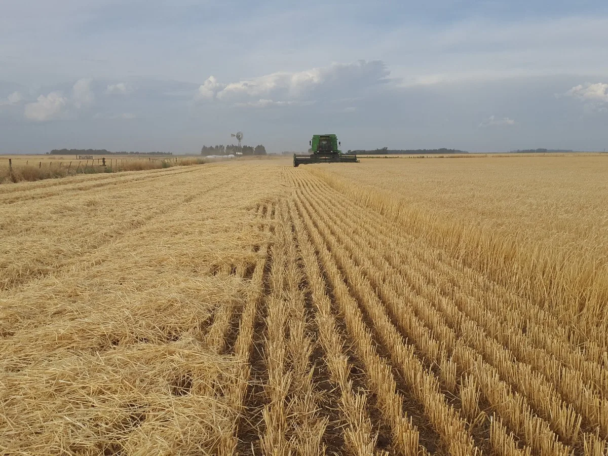 Getreide_Argentinien Freihandel: Bundesrat will Landwirtschaft helfen – «völlig ungenügend», findet der SBV