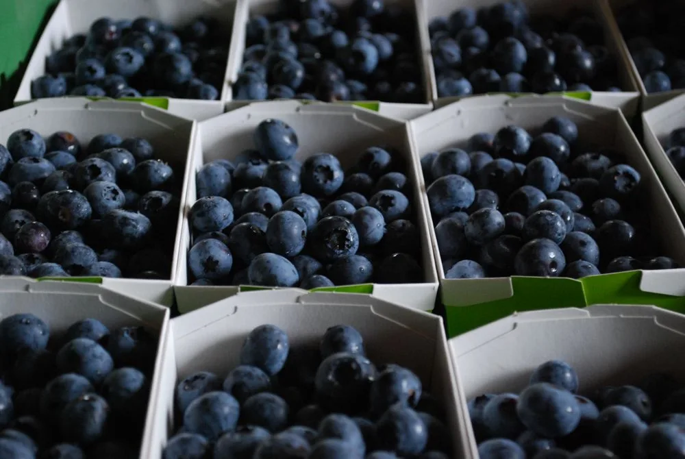 90426977374fff3dcdb956c9ea6e720e5a1e8f60 Es werden auch immer mehr Heidelbeeren aus der Schweiz angeboten. (Bild: jw)