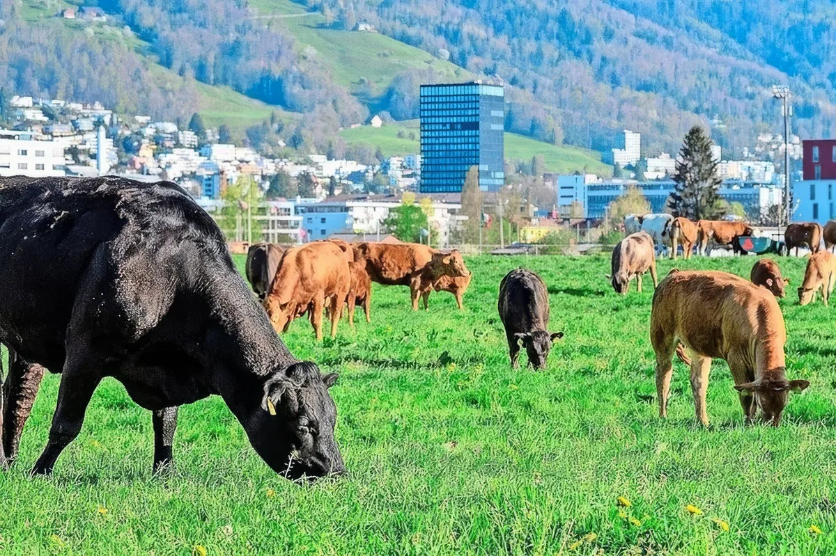 freimannzug-topaz-enhance-4x Zuger Bauern machen vorwärts beim Ressourcen-Projekt