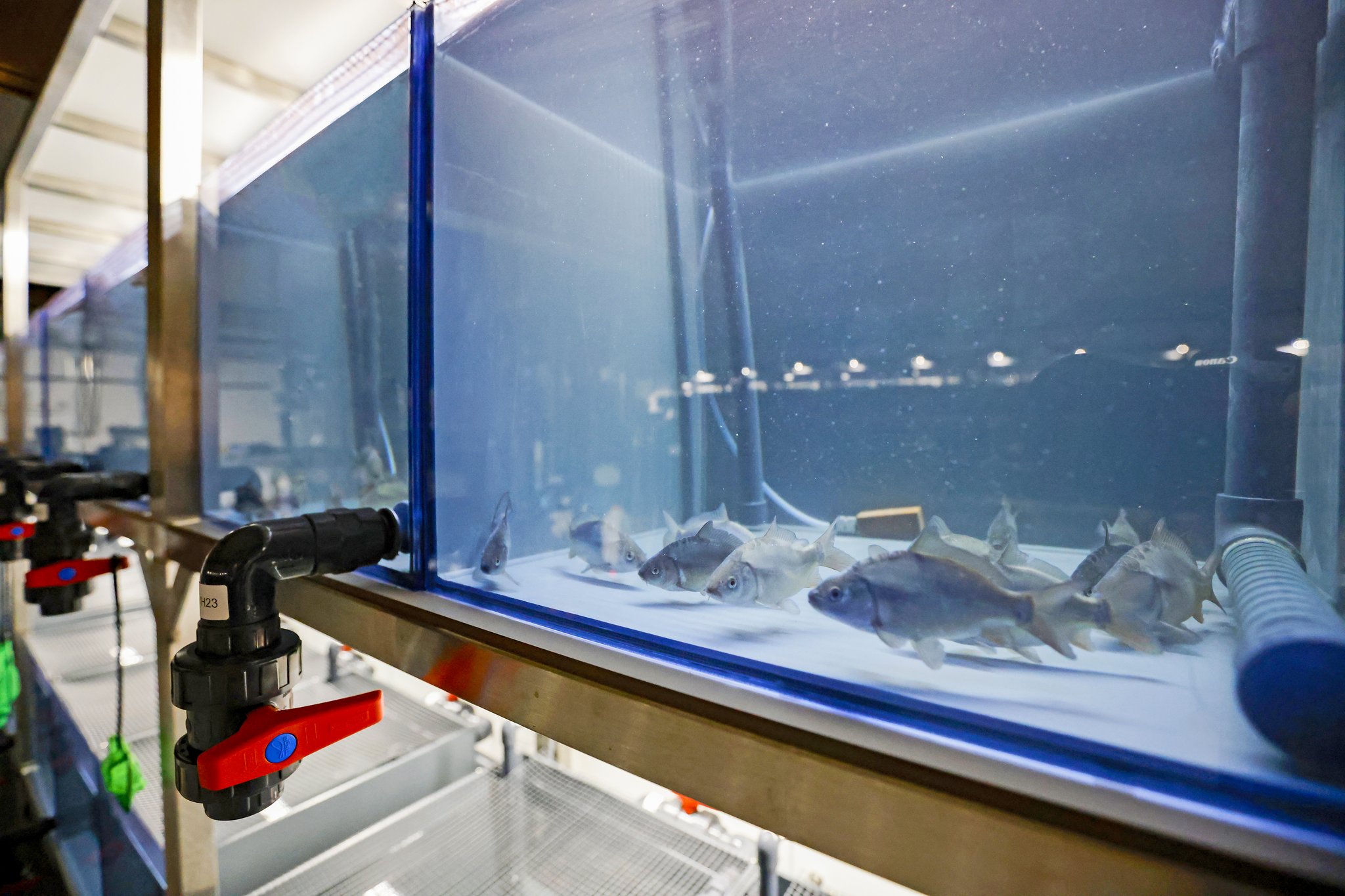 Am Aquaforum sind die ersten Fische eingezogen