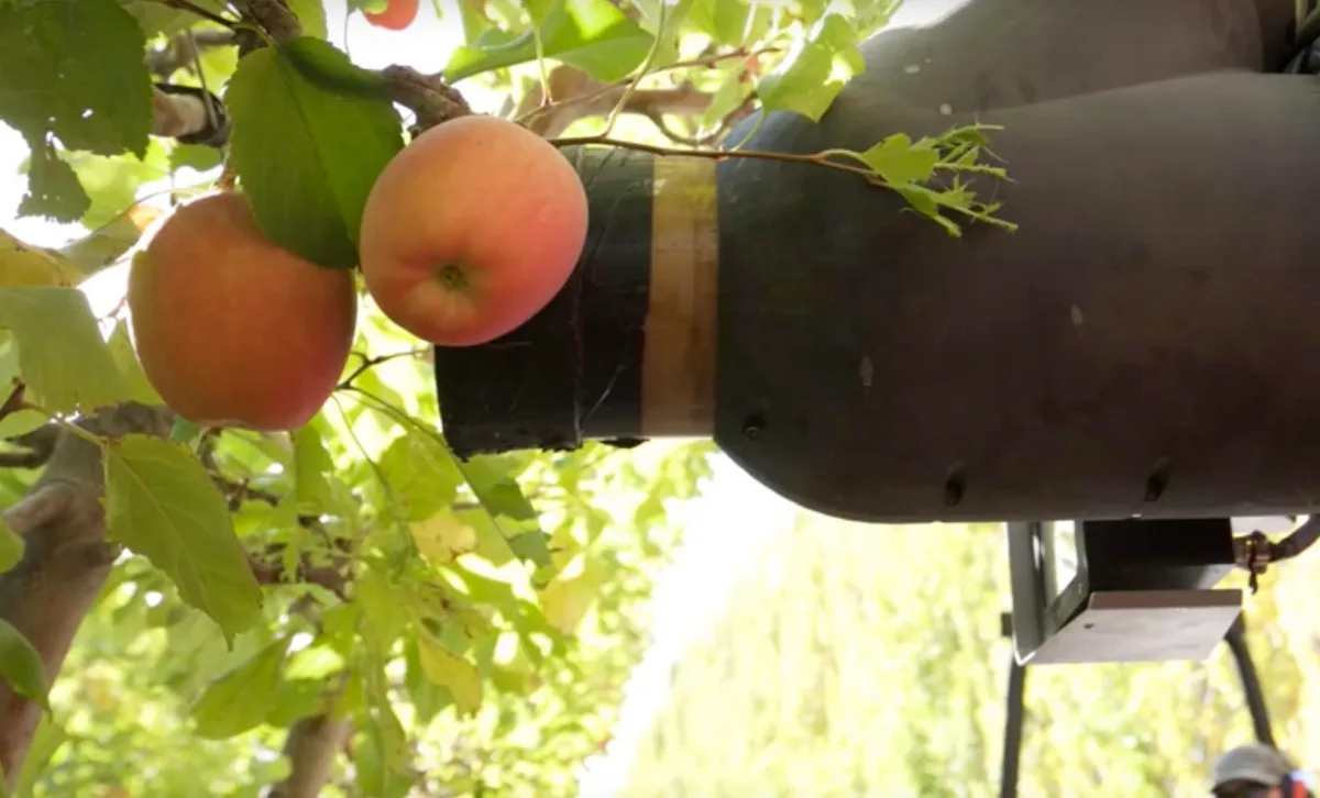 c2d9557bd1a277e97db24cea209f9ed29f37cf4c Anders als andere Modelle saugt der Roboter von Abundant Robotics die Äpfel ein, statt sie zu greifen. (Bild GoodFruitGrower)