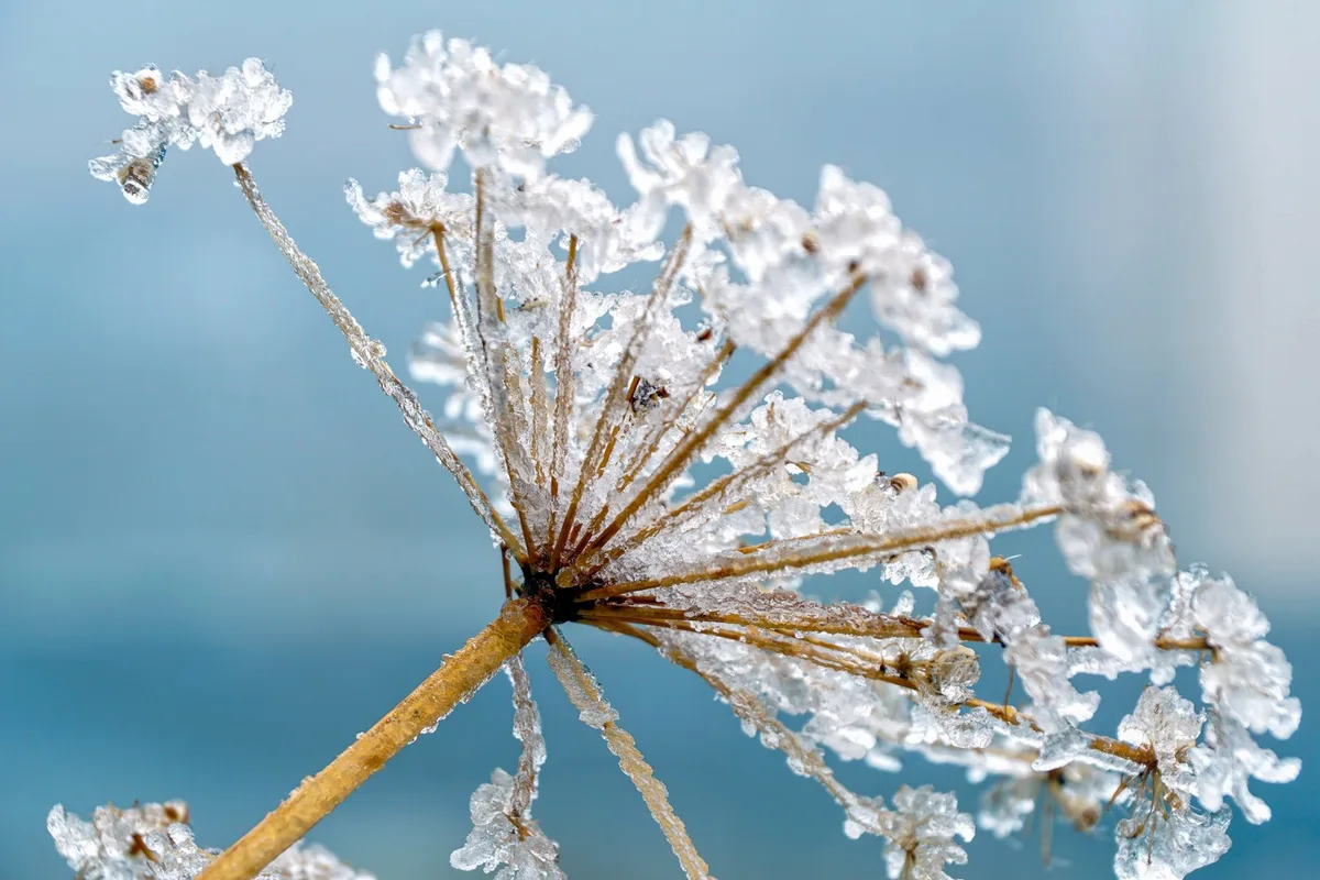 hemlock-wintergarten-pixabay Sieben Gründe, sich auf die neue Gartensaison zu freuen