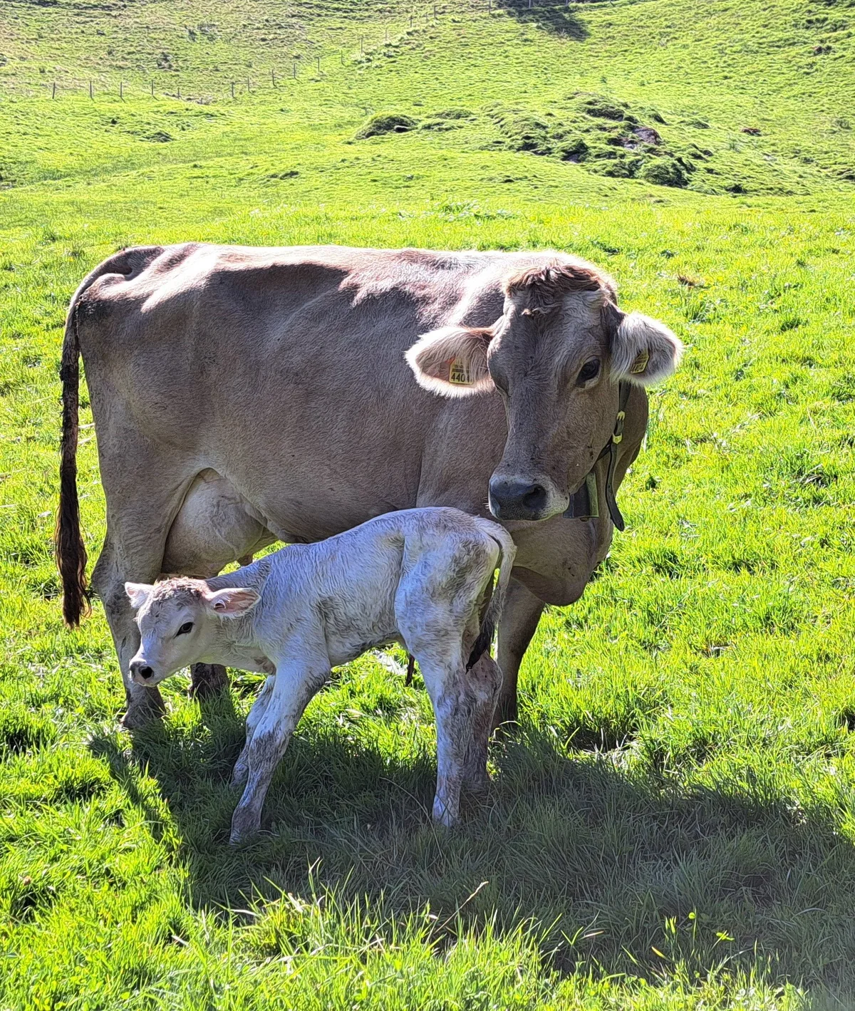 DG_SA_24-11_Kuh_frisch_gekalbt_Stuber Ein durchdachtes Management ist wichtig, damit die Kuh und ihr Kalb wohlauf sind.