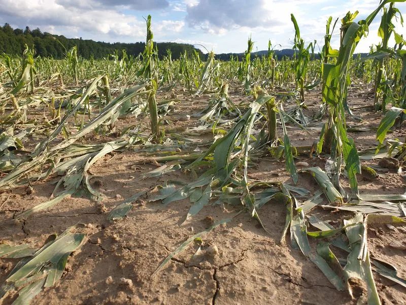 e572d346b84c4ecbf9846dfdbc8e22b0e126bb0c Gemüse- und Ackerkulturen haben beim jüngsten Hagelunwetter Anfang Woche grossen Schaden genommen. (Bild ji)