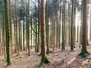 Die Holzvorräte sind in vielen Wäldern gross. Wenn diese weniger stark abgebaut werden, kann mehr CO2 eingelagert werden. Das ist eine Umweltleistung der Waldeigentümer mit Wert. (Bild Josef Scherer)