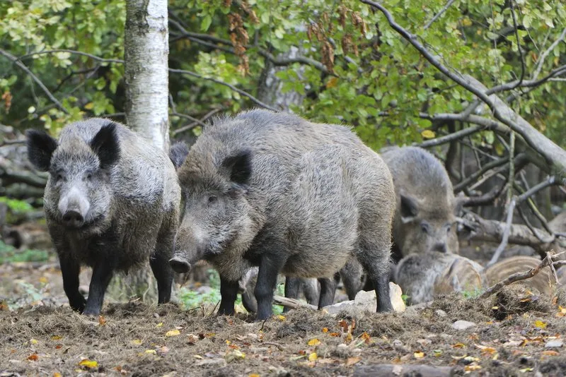 c6afc4d0f9d6344a9c98c8e81efac196e55eb1ce Wildschweine sind ein super Reservoir für das ASP-Virus. (Bild Karin Jähne)