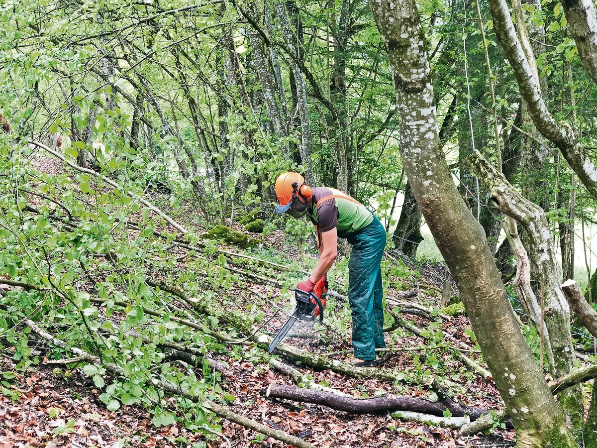 9584d6b9949daba8aefc13729f5a0e71ccb76b09 Waldarbeit ist nicht ohne. (Bild Jasmine Baumann/BauernZeitung)