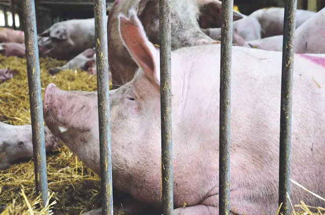3a69328453ea27365ac240c839b2938f61168eb1 In Belgien sind die Schweine an der Afrikanischen Schweinepest erkrankt. Nun soll ein Zaun dafür sorgen, dass Wildschweine die Erreger nicht nach Dänemark einschleppen. (Bild Marianne Stamm)
