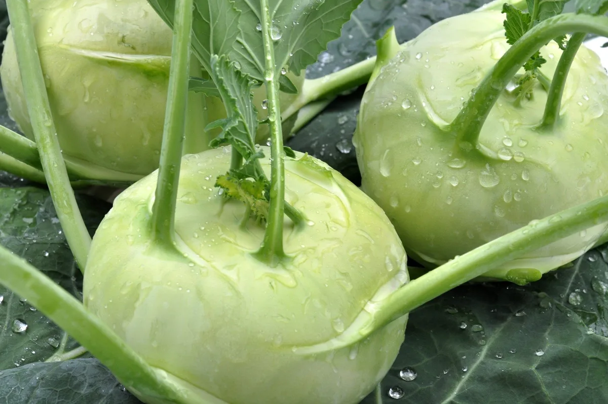 Kohlrabi – die schnell wachsende Knolle