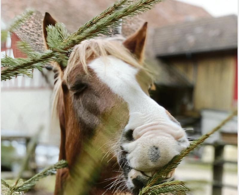 Beschäftigung und eine angepasste Fütterung ist die grosse Herausforderung in der Pferdehaltung. Auf dem Bauernhof gibt es einige Problemlöser, man muss sie nur kennen.  (Bild Verena Meier)