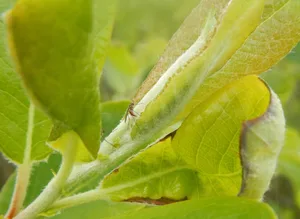 Die Studie beschäftigte sich mit Gallfliegen in Kalifornien, die Ergebnisse könnten aber auch für andere Ökosysteme Bedeutung haben. (Bild Matthew Barbour / UZH)