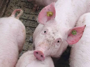 it einer zehnjährigen Umstellungsfrist wird per 31. August 2018 der Vollspaltenboden definitiv abgeschafft. Der Anpassungsprozess läuft, sorgt aber für Spannungen. (Bild BauZ)